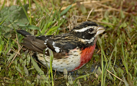 Pheucticus ludovicianus  ROSE-BREASTED GROSBEAK 5006913