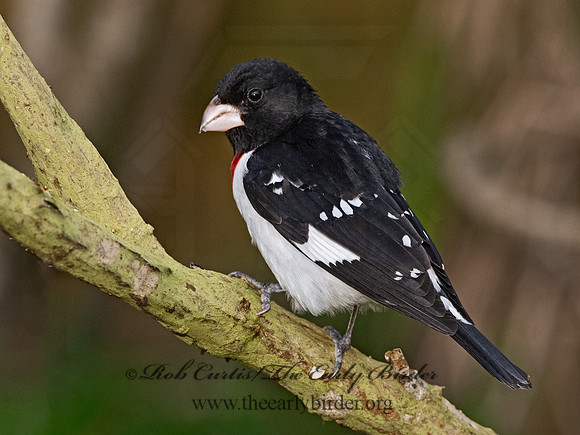 Pheucticus ludovicianus  ROSE-BREASTED GROSBEAK 3030305