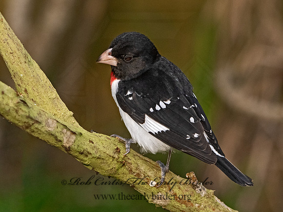 Pheucticus ludovicianus  ROSE-BREASTED GROSBEAK 3030304
