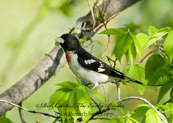 Pheucticus ludovicianus  ROSE-BREASTED GROSBEAK 6004460