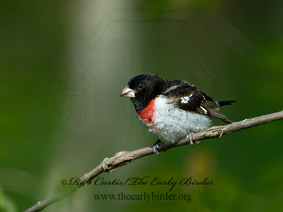 Pheucticus ludovicianus  ROSE-BREASTED GROSBEAK 6004833
