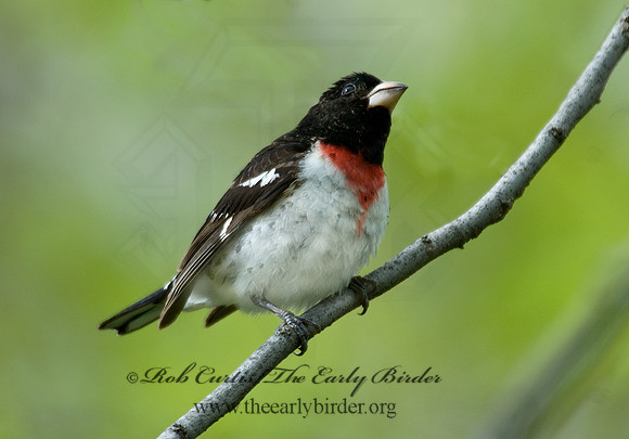 Pheucticus ludovicianus  ROSE-BREASTED GROSBEAK 6004831