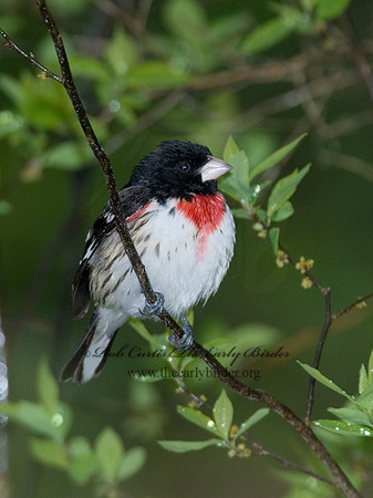 Pheucticus ludovicianus  ROSE-BREASTED GROSBEAK 6005739