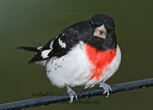 Pheucticus ludovicianus  ROSE-BREASTED GROSBEAK 6005896