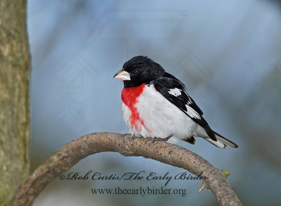 Pheucticus ludovicianus  ROSE-BREASTED GROSBEAK 6005917