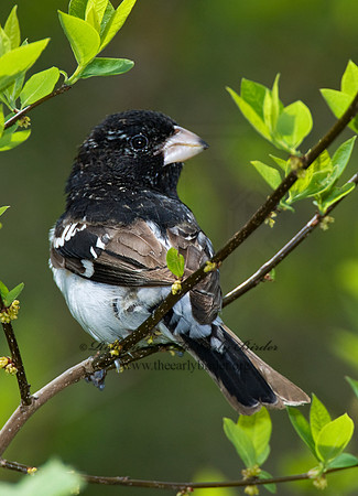 Pheucticus ludovicianus  ROSE-BREASTED GROSBEAK 6005958