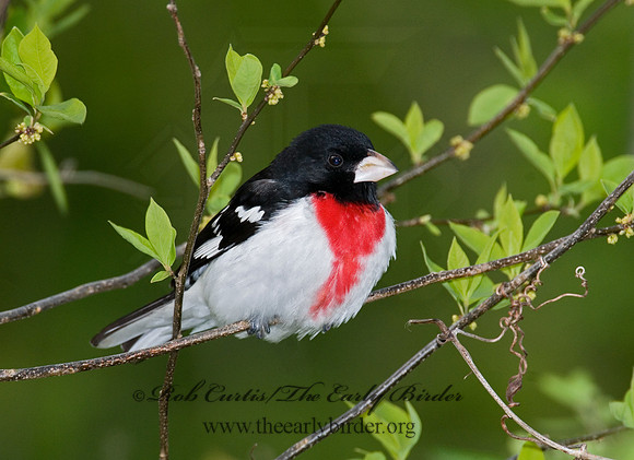 Pheucticus ludovicianus  ROSE-BREASTED GROSBEAK 6005928