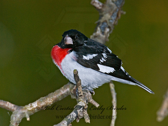 Pheucticus ludovicianus  ROSE-BREASTED GROSBEAK 6006004