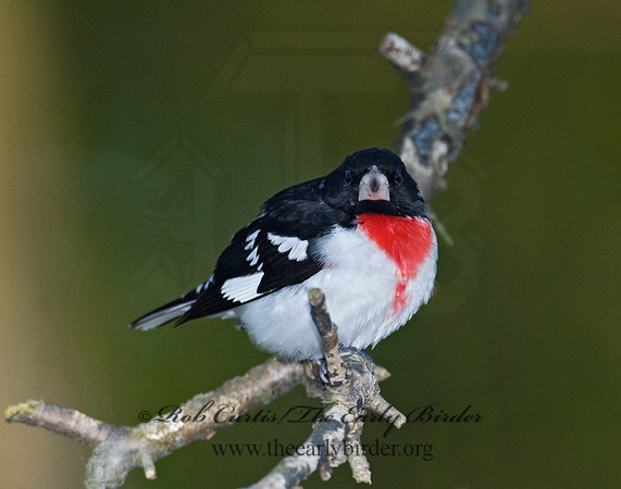 Pheucticus ludovicianus  ROSE-BREASTED GROSBEAK 6006000