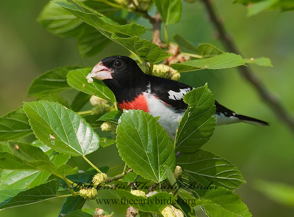 Pheucticus ludovicianus  ROSE-BREASTED GROSBEAK 7002591