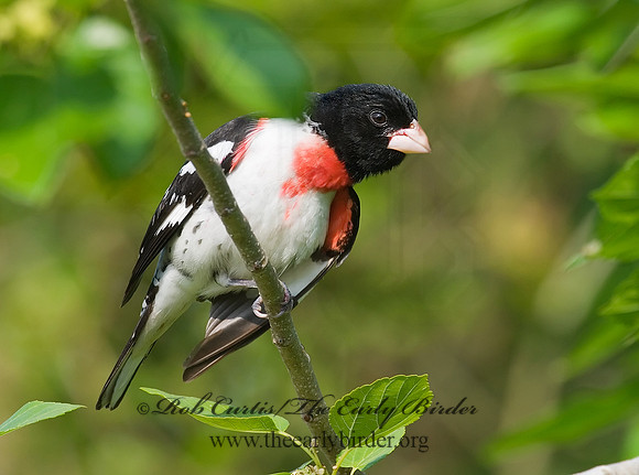 Pheucticus ludovicianus  ROSE-BREASTED GROSBEAK 7002595