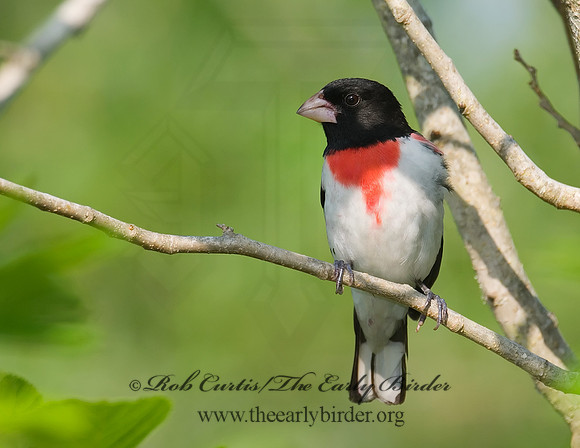 Pheucticus ludovicianus  ROSE-BREASTED GROSBEAK 7002635