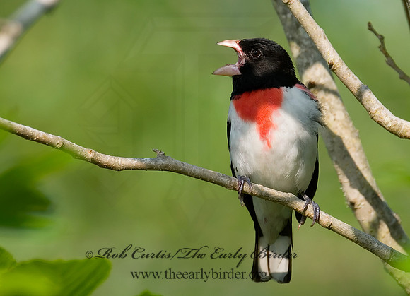 Pheucticus ludovicianus  ROSE-BREASTED GROSBEAK 7002639