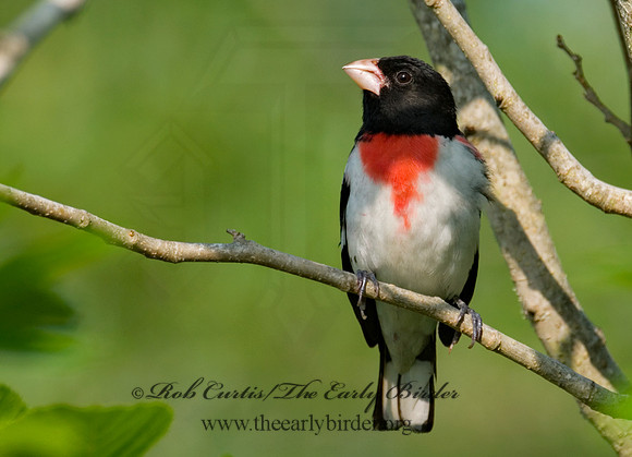 Pheucticus ludovicianus  ROSE-BREASTED GROSBEAK 7002641