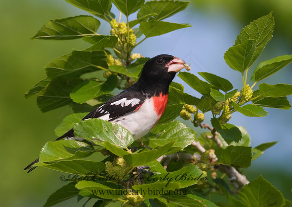 Pheucticus ludovicianus  ROSE-BREASTED GROSBEAK 7002653