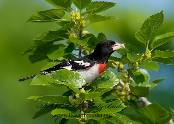 Pheucticus ludovicianus  ROSE-BREASTED GROSBEAK 7002651