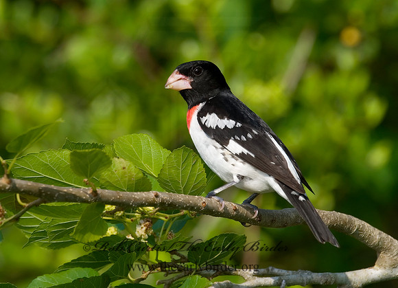 Pheucticus ludovicianus  ROSE-BREASTED GROSBEAK 7002663
