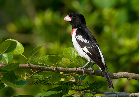 Pheucticus ludovicianus  ROSE-BREASTED GROSBEAK 7002660