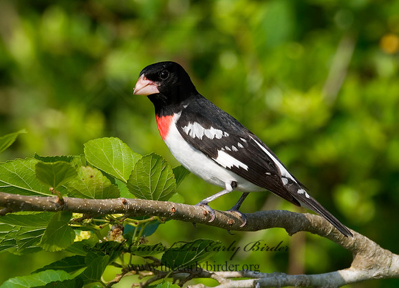 Pheucticus ludovicianus  ROSE-BREASTED GROSBEAK 7002665