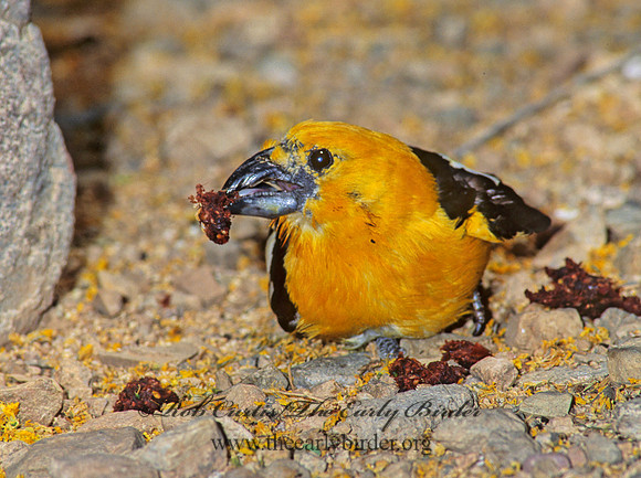 Pheucticus chrysopeplus  YELLOW GROSBEAK 74605