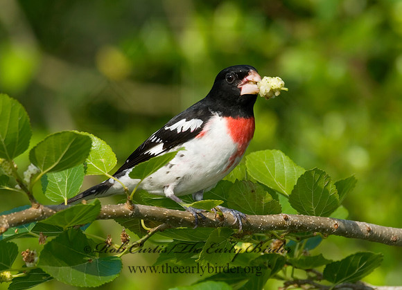 Pheucticus ludovicianus  ROSE-BREASTED GROSBEAK 7002667