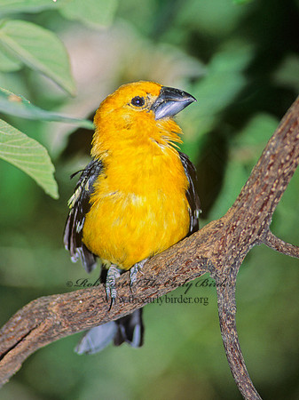 Pheucticus chrysopeplus  YELLOW GROSBEAK 93137