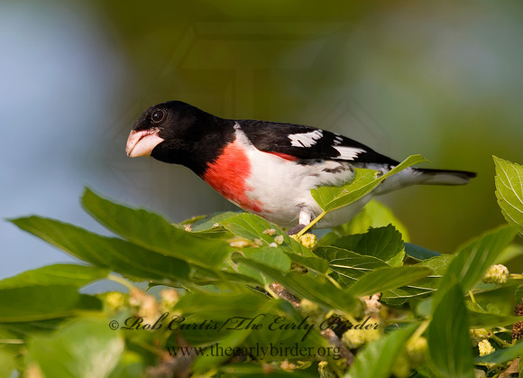 Pheucticus ludovicianus  ROSE-BREASTED GROSBEAK 7002734