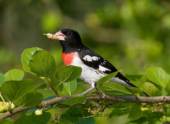 Pheucticus ludovicianus  ROSE-BREASTED GROSBEAK 7002671