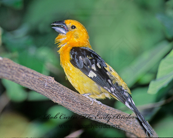 Pheucticus chrysopeplus  YELLOW GROSBEAK 93122