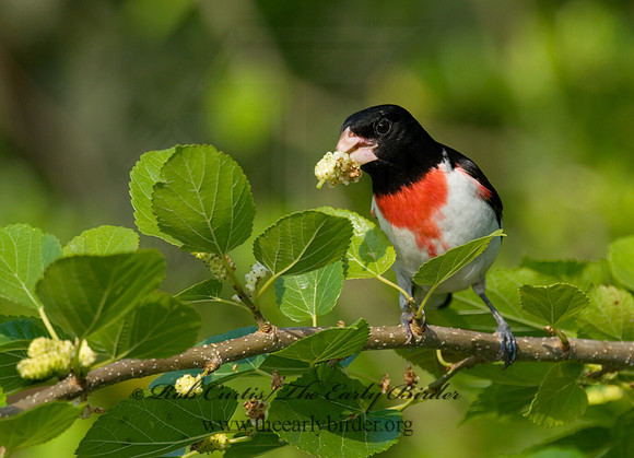 Pheucticus ludovicianus  ROSE-BREASTED GROSBEAK 7002669