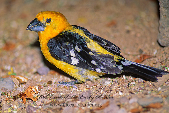 Pheucticus chrysopeplus  YELLOW GROSBEAK 93133