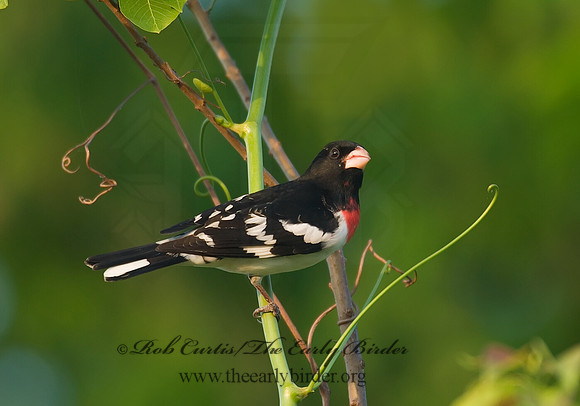 Pheucticus ludovicianus  ROSE-BREASTED GROSBEAK 7002770