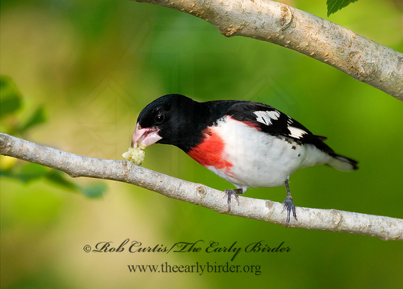 Pheucticus ludovicianus  ROSE-BREASTED GROSBEAK 7002750