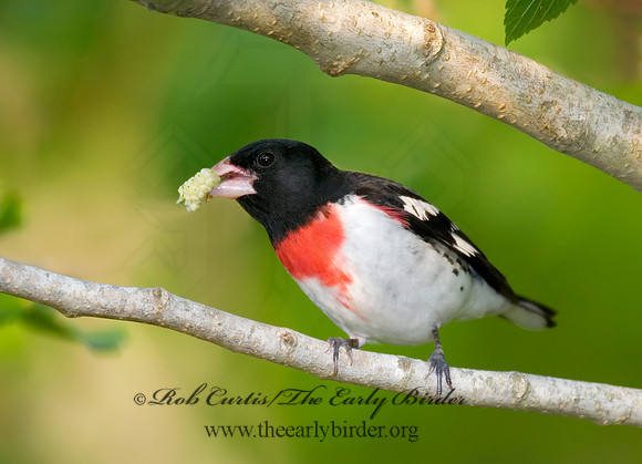 Pheucticus ludovicianus  ROSE-BREASTED GROSBEAK 7002747