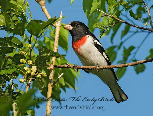 Pheucticus ludovicianus  ROSE-BREASTED GROSBEAK 7003423