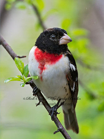 Pheucticus ludovicianus  ROSE-BREASTED GROSBEAK 9010606