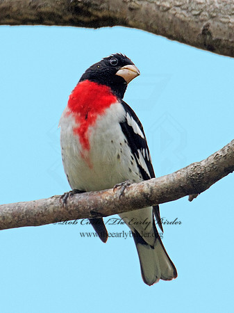 Pheucticus ludovicianus  ROSE-BREASTED GROSBEAK 9010966