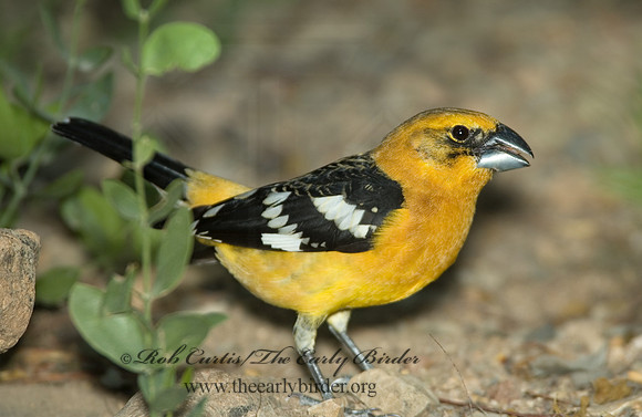 Pheucticus chrysopeplus  YELLOW GROSBEAK 5005463