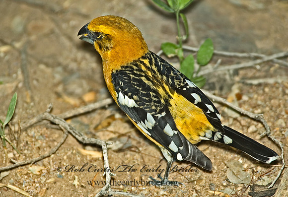 Pheucticus chrysopeplus  YELLOW GROSBEAK 5005465
