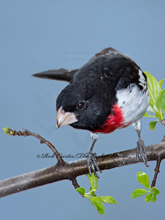 Pheucticus ludovicianus  ROSE-BREASTED GROSBEAK 9010647