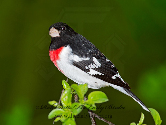 Pheucticus ludovicianus  ROSE-BREASTED GROSBEAK 9010611