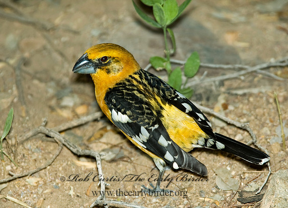 Pheucticus chrysopeplus  YELLOW GROSBEAK 5005466