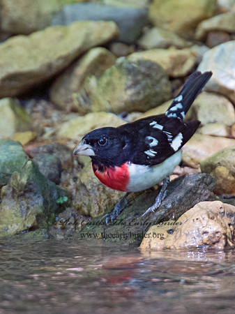Pheucticus ludovicianus  ROSE-BREASTED GROSBEAK 9012633