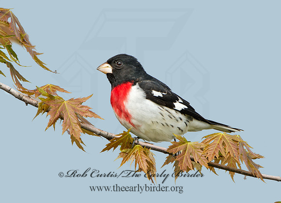 Pheucticus ludovicianus  ROSE-BREASTED GROSBEAK 9029175