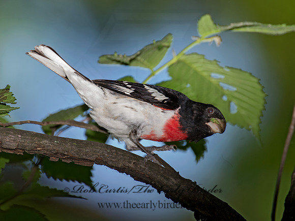 Pheucticus ludovicianus  ROSE-BREASTED GROSBEAK 9023069
