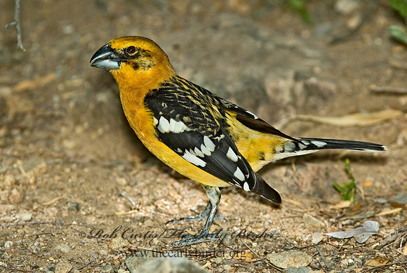 Pheucticus chrysopeplus  YELLOW GROSBEAK 5005471