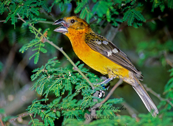 Pheucticus chrysopeplus  YELLOW GROSBEAK 93409