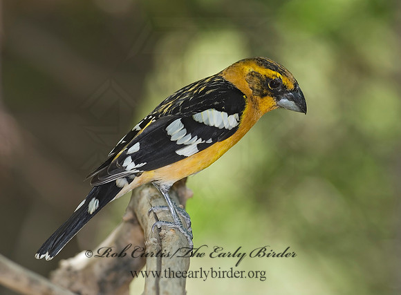 Pheucticus chrysopeplus  YELLOW GROSBEAK 6025299