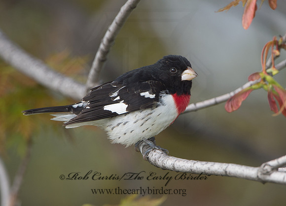 Pheucticus ludovicianus  ROSE-BREASTED GROSBEAK 9029201