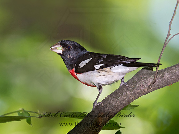 Pheucticus ludovicianus  ROSE-BREASTED GROSBEAK 9023070